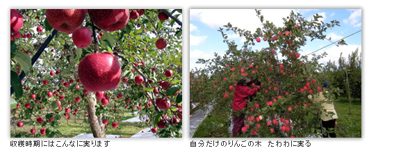りんごの花は淡いピンク色をしています。ご自分のりんごの木で収穫体験をしてみませんか？